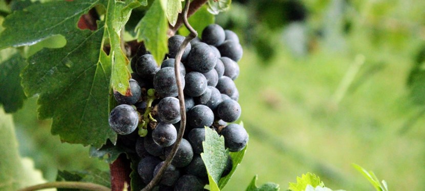 Our First Harvest Host&nbsp;Experience