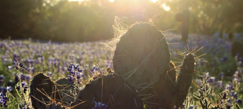 Stars At Night Are Big and&nbsp;Bright