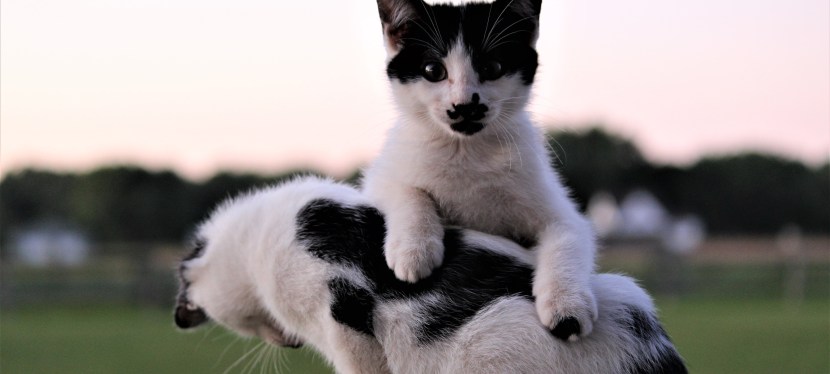 Presidents and Pioneers: The&nbsp;Midwest