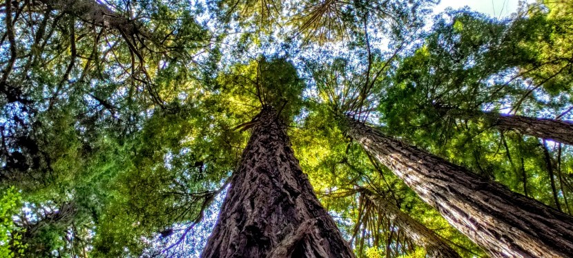 Tall, Tall Trees (And Some Fuzzy Fern&nbsp;Leaves)